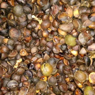油菜籽2