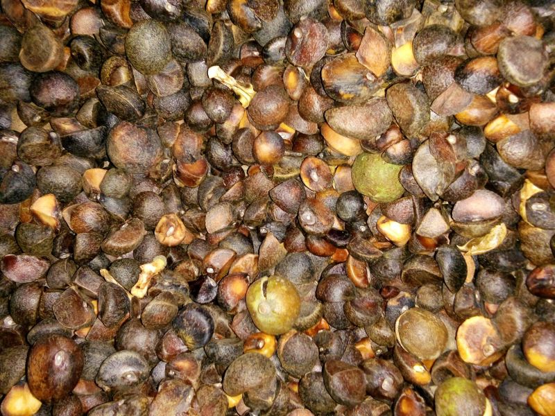 油菜籽2