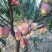 沂蒙霜红桃树苗80cm以上