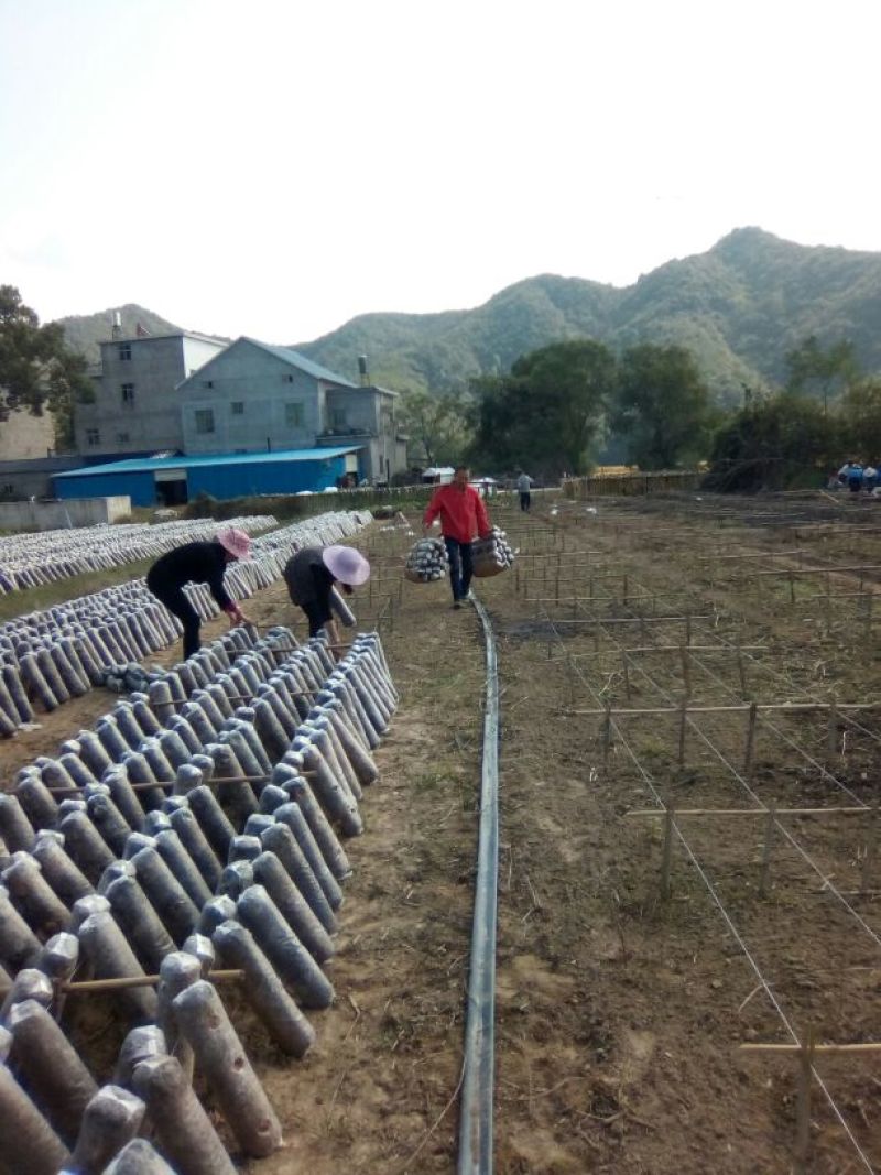 干木耳一级