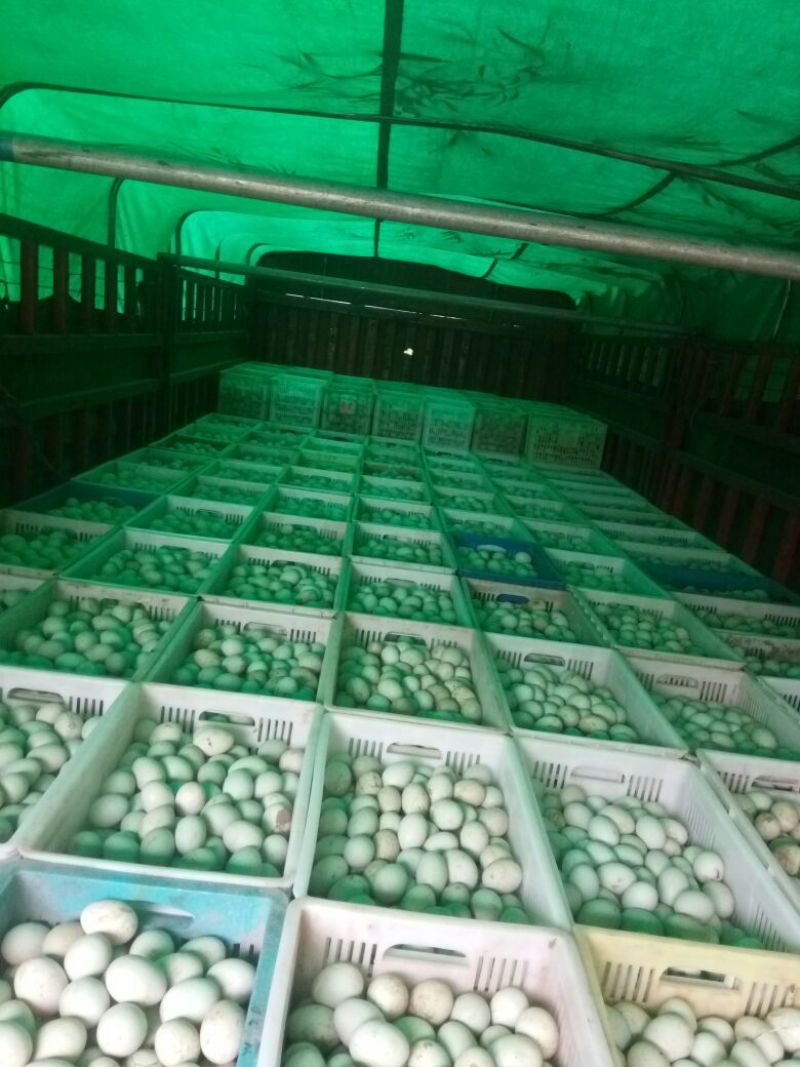 常年出售青壳红心各种规格鲜鸭蛋