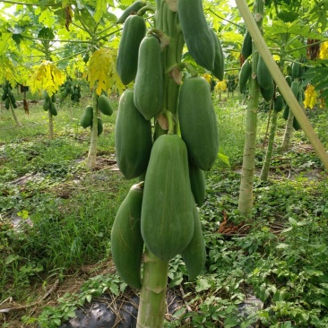 青木瓜2.5~3斤