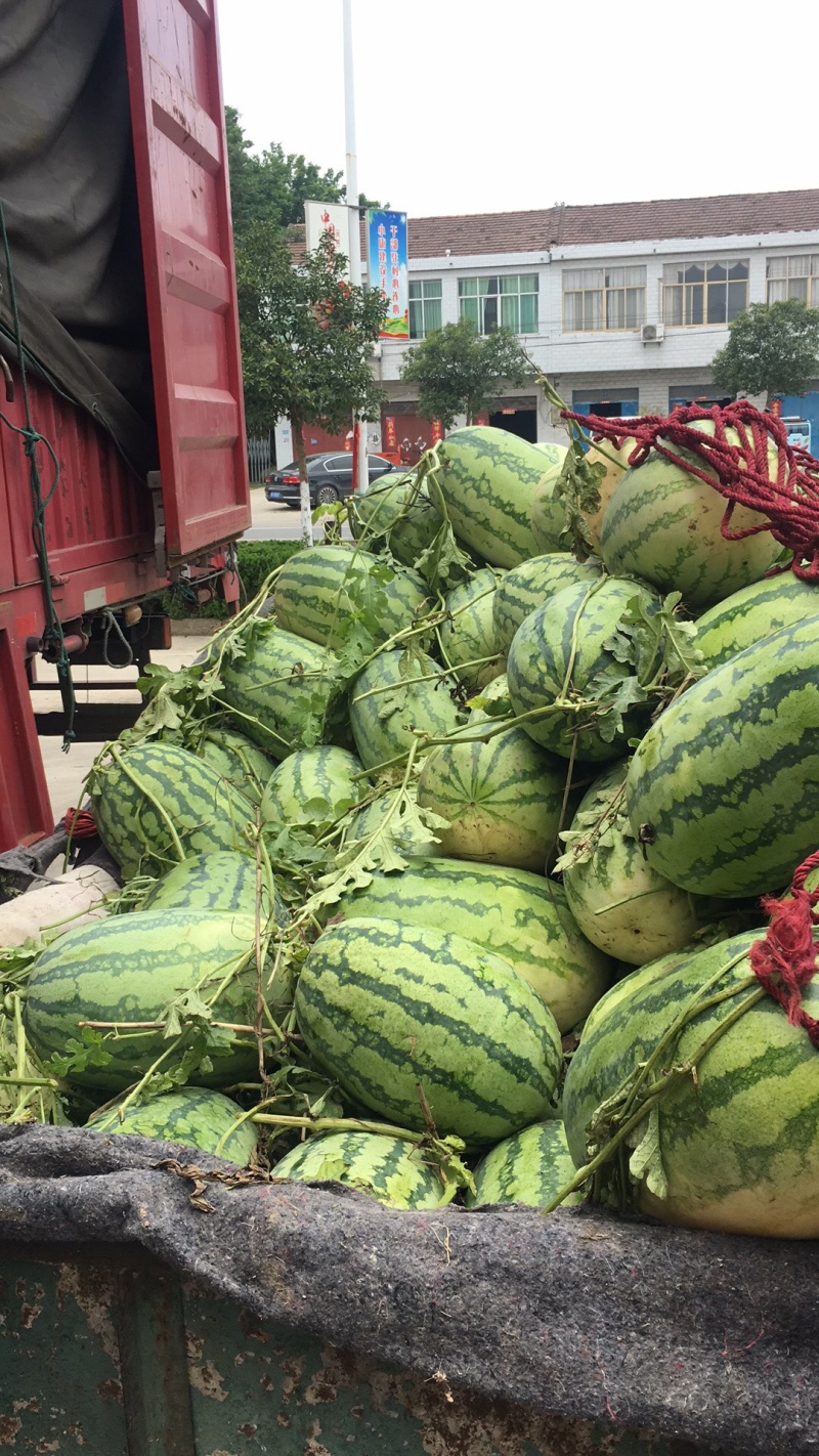 西瓜大量上市，今天收购价0.3有需要的联系