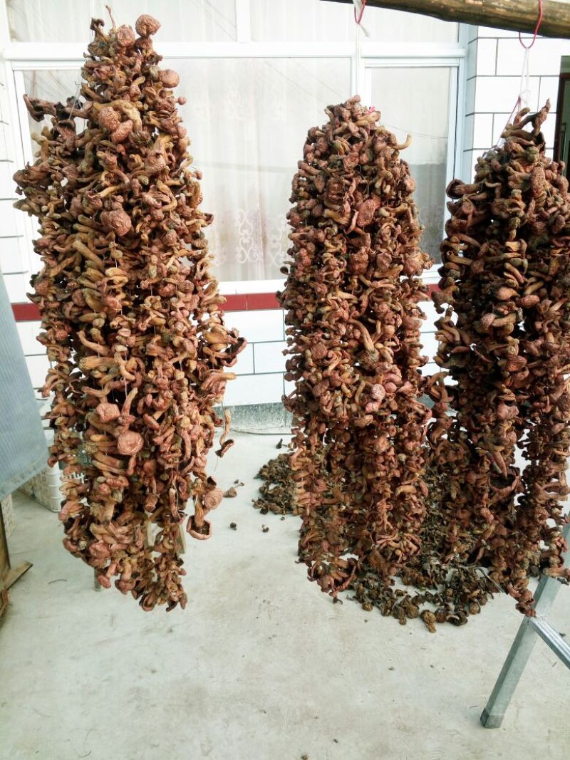 红菇0.1%1%一级5cm以下