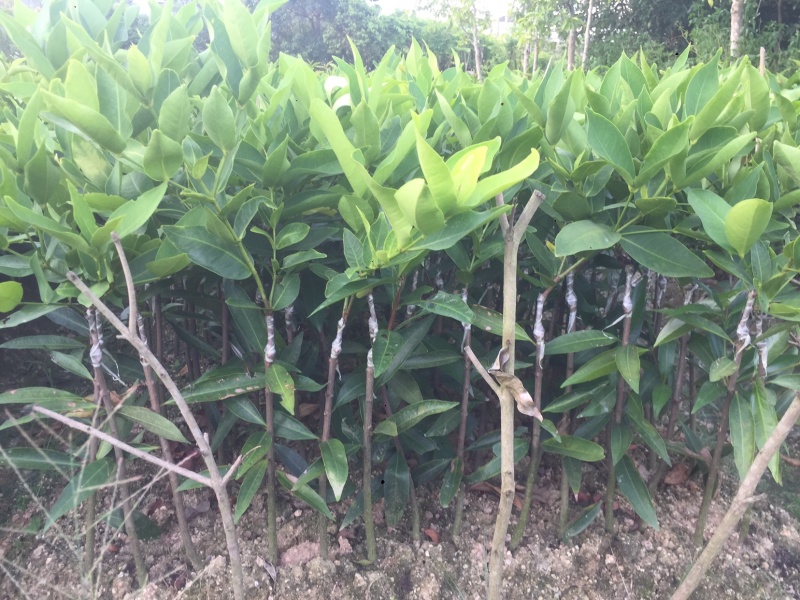 黑金刚莲雾苗
