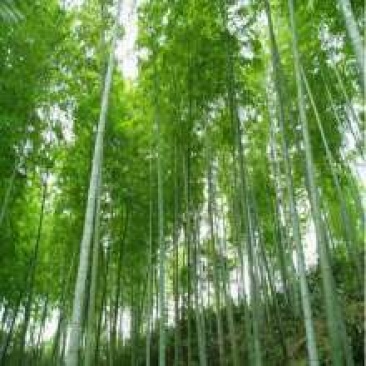 竹子11~12m
