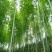 竹子11~12m