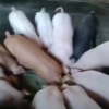 杨华洪的一亩田店铺