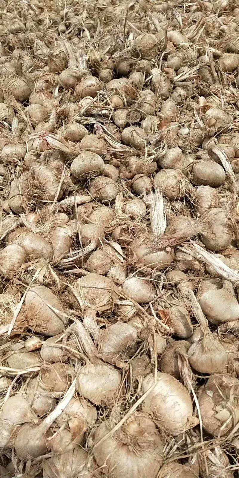 藏红花种球：花丝销售
