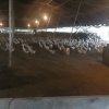刘伟蛋鸭养殖基地的一亩田店铺