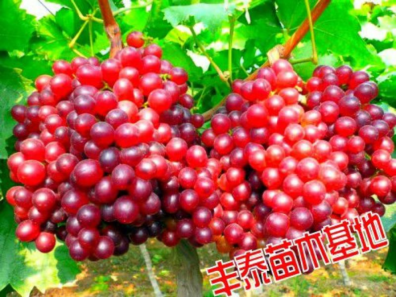 红宝石葡萄苗山东葡萄苗基地质壮苗纯种植批发