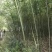 竹子4~5m