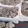 朱万宇的一亩田店铺