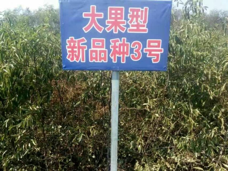 我公司常年供应嫁接枣树种，冬桃苗，紫冠钙果苗，黄李苗