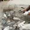 萧县馨航家庭农场的一亩田店铺