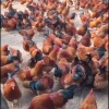 绿美家禽的一亩田店铺
