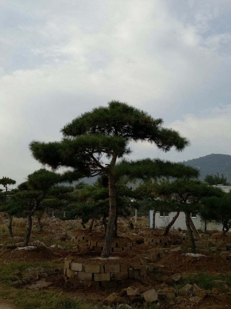 造型松14公分