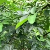 沈德胜的一亩田店铺