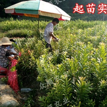 杨梅树苗1~250cm以下