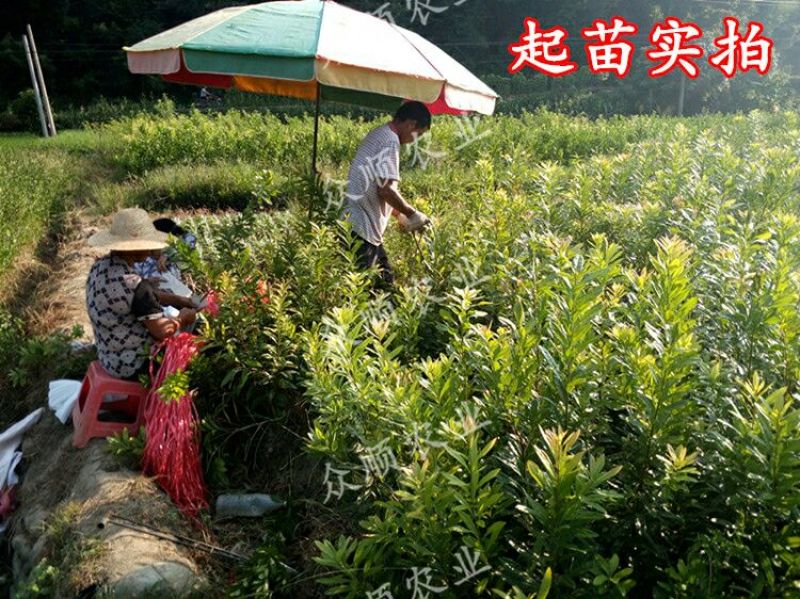 杨梅树苗1~250cm以下