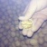 纸皮核桃30mm以上去皮干