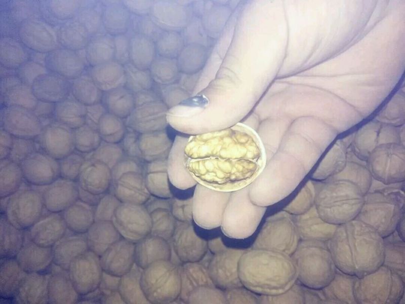 纸皮核桃30mm以上去皮干
