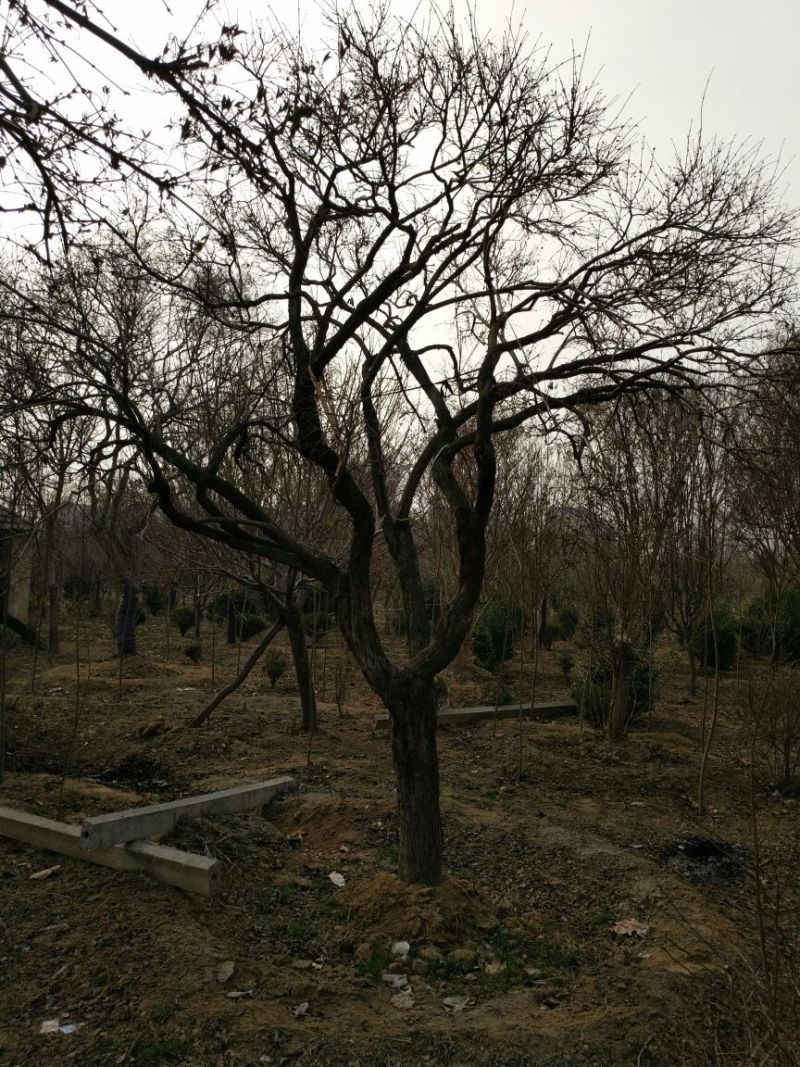 白丁香16~18cm12~14cm3.5~4米