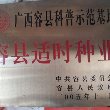桔子树30~50cm