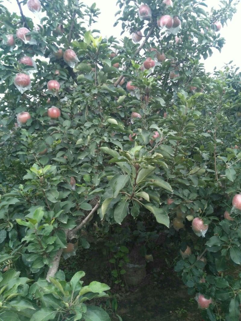 红富士苹果，山东膜袋红富士苹果，大量现货供应