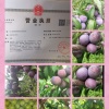 袁琼会的一亩田店铺