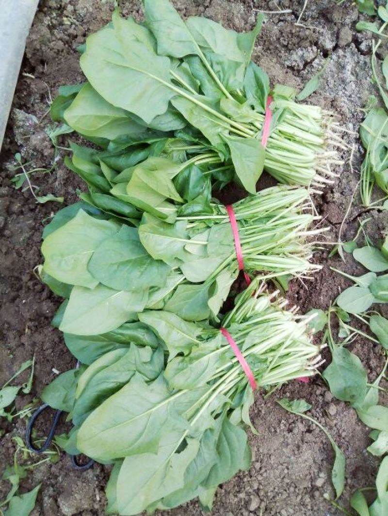 全能菠菜20~25厘米