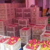 桂龙蚯蚓养殖基地的一亩田店铺