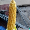 农康种植专业合作社的一亩田店铺