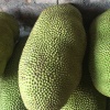 李琼瑶的一亩田店铺