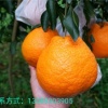 金言明的一亩田店铺