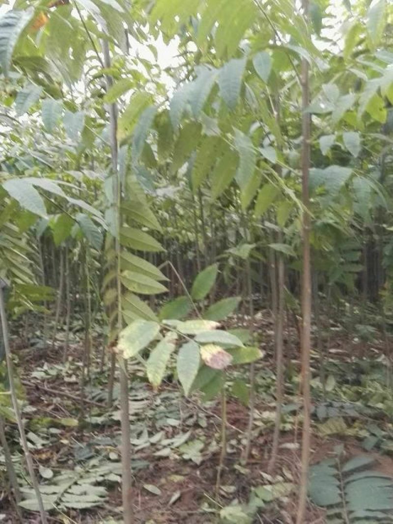 红油香椿苗80cm以上大棚