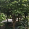 浙江鑫煌林业有限公司的一亩田店铺