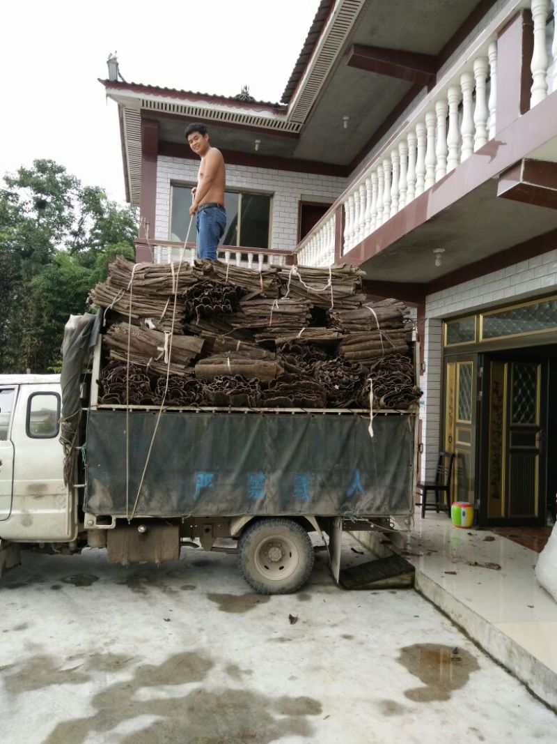 杜仲皮干选货