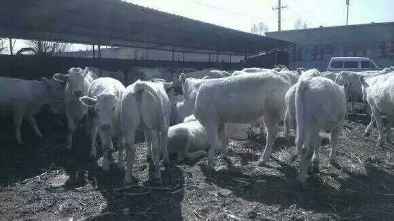 出售合作社优质夏洛莱牛【货真价实诚信经销】