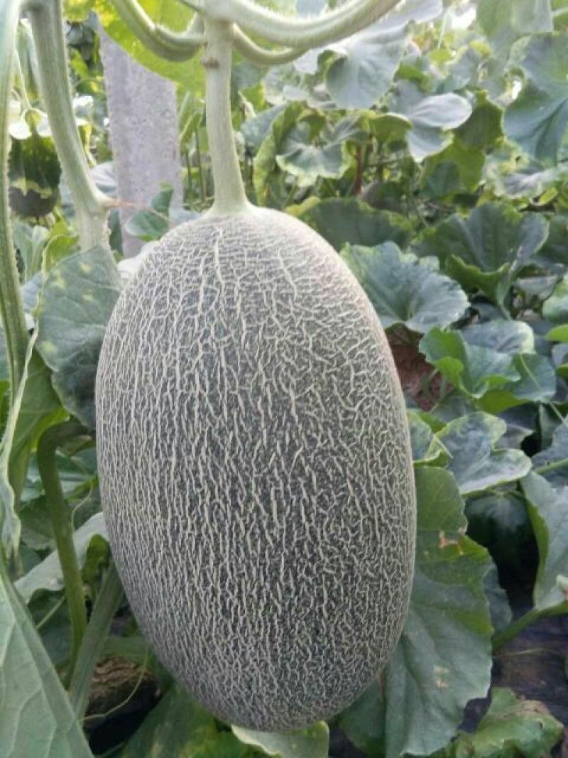 西州蜜瓜3斤以上长形