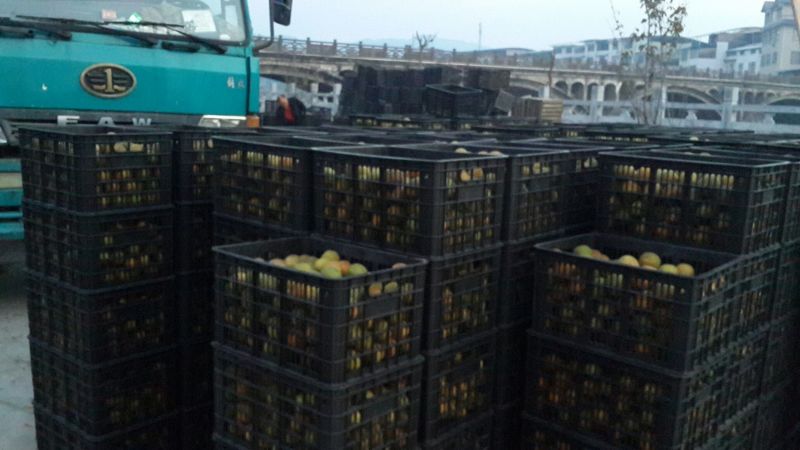 正宗罗汉果无杂质全国供应品质保障