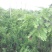 红豆杉盆景不含盆50~80cm
