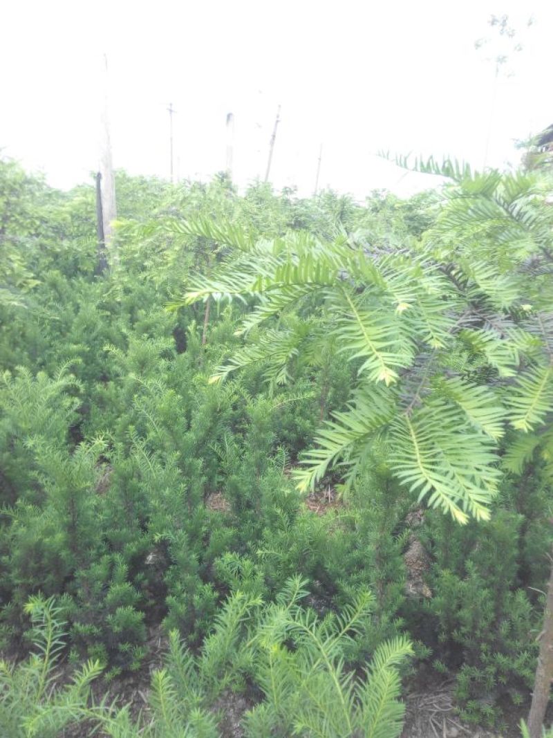 红豆杉盆景不含盆50~80cm