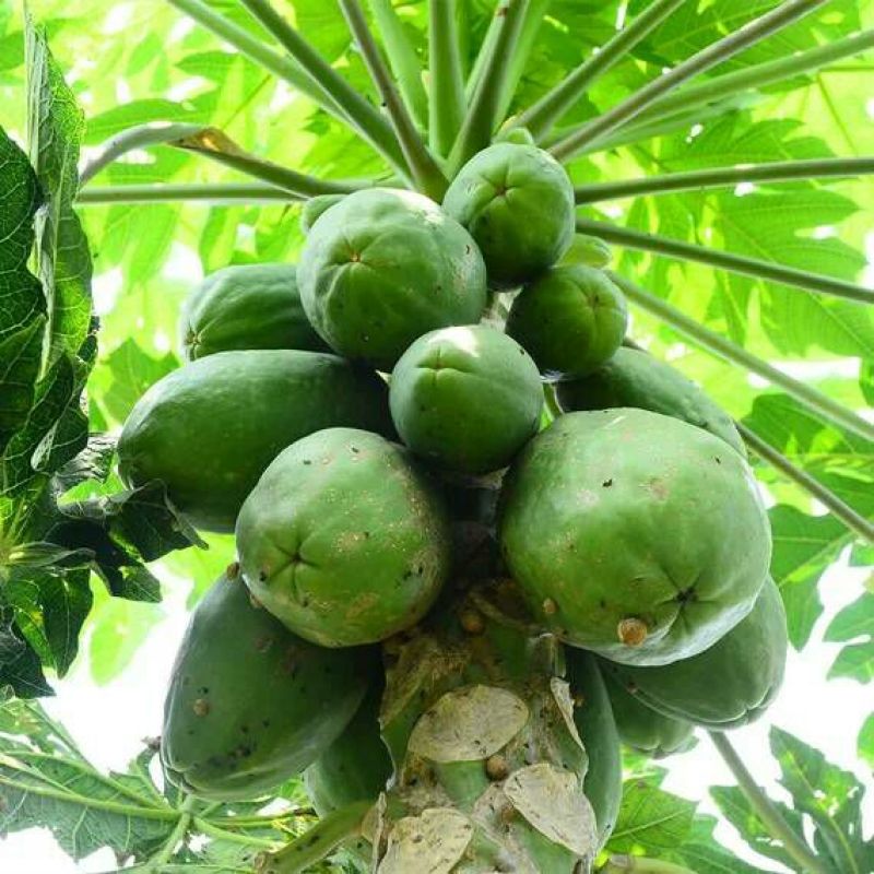 青木瓜1.5~2斤