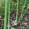 赵金焕的一亩田店铺