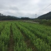 蔡建飞的一亩田店铺
