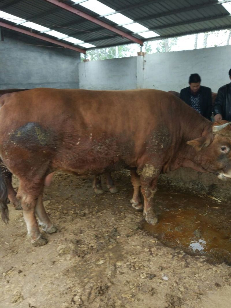 肉牛出肉率高，免费送货到家，1000--1500斤的