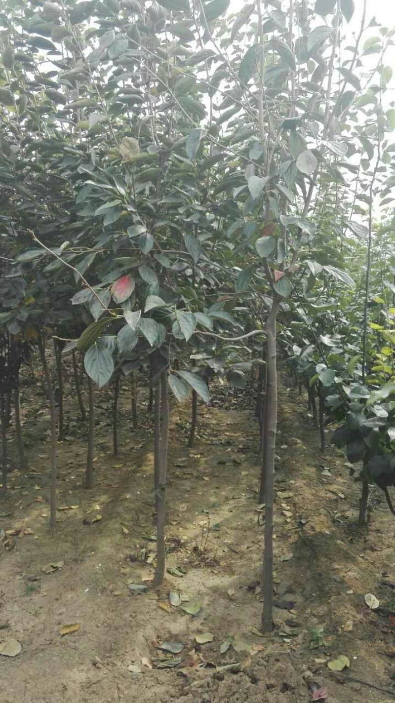 柿子树苗，柿子苗，柿子树，保证品种保证质量