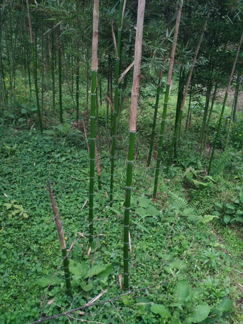 雷竹2~3m