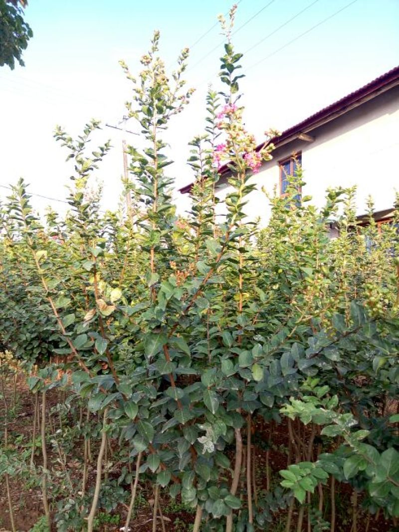 紫薇树4~6cm1.5~2米1米以下